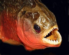 piranha.jpg